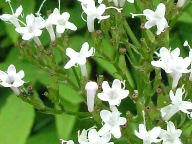 カノコソウ花