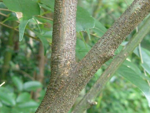 トウコマツナギ樹皮