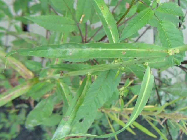 ホソバアキノノゲシ葉
