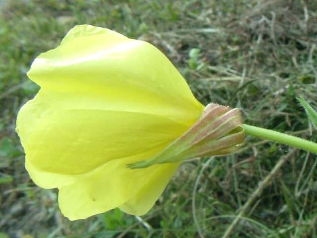 オオマツヨイグサ花