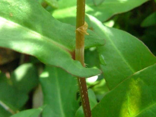 ホソバノウナギツカミ茎