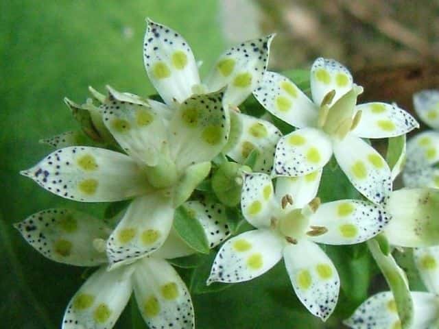 アケボノソウ花