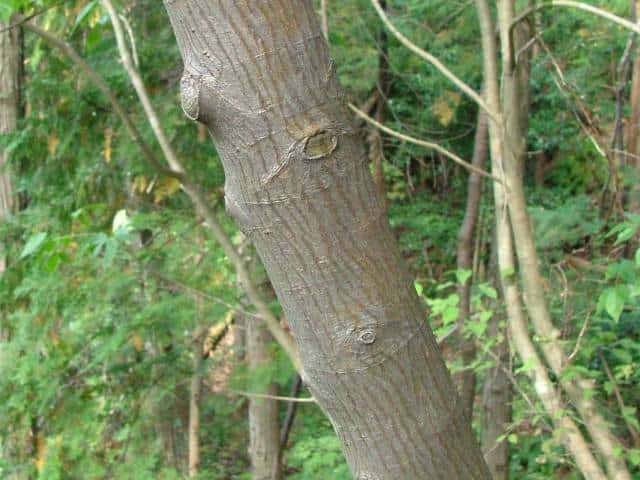 ザイフリボク樹皮