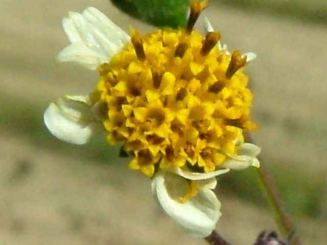 アイノコセンダングサ花