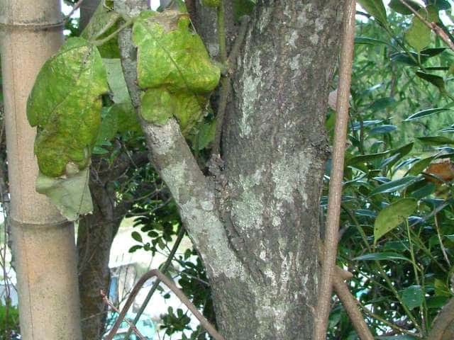 ウラジロノキ樹皮
