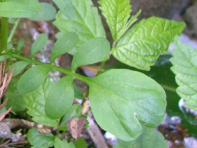 オオバタネツケバナ葉