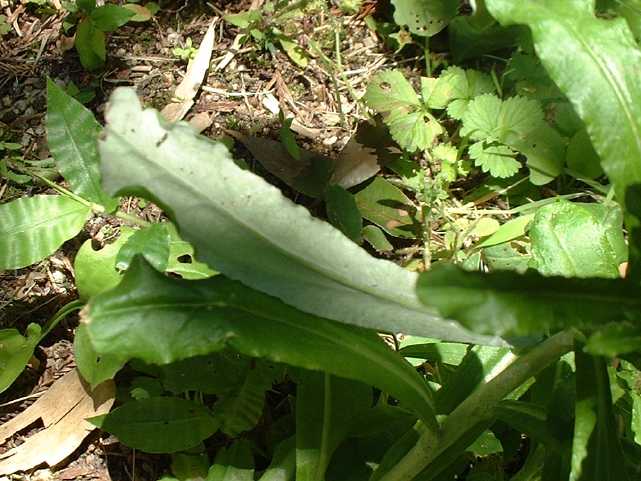 ウラジロチチコグサ葉