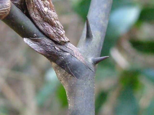 サルトリイバラ茎