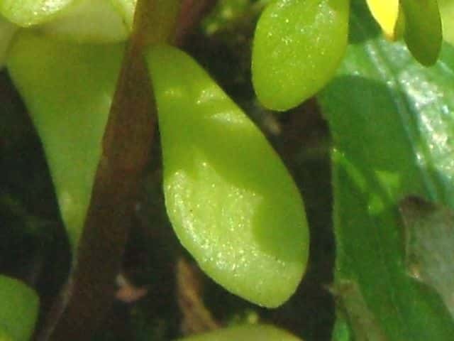マルバマンネングサ葉