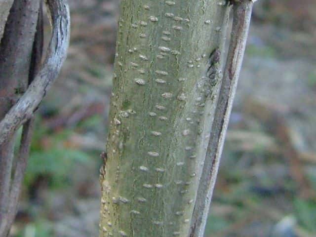 イタチハギ樹皮