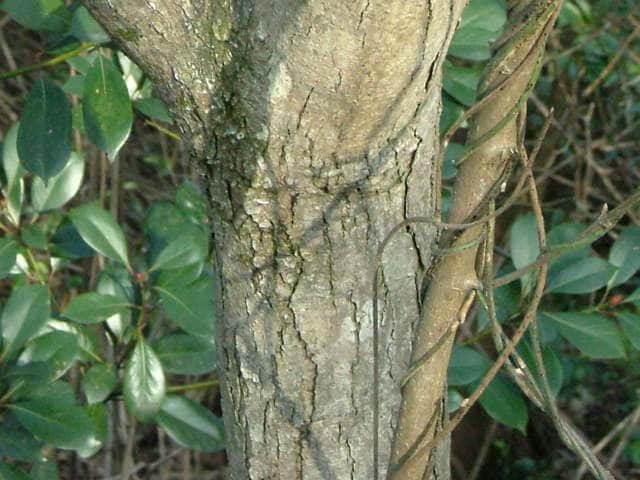 ヤマハゼ樹皮