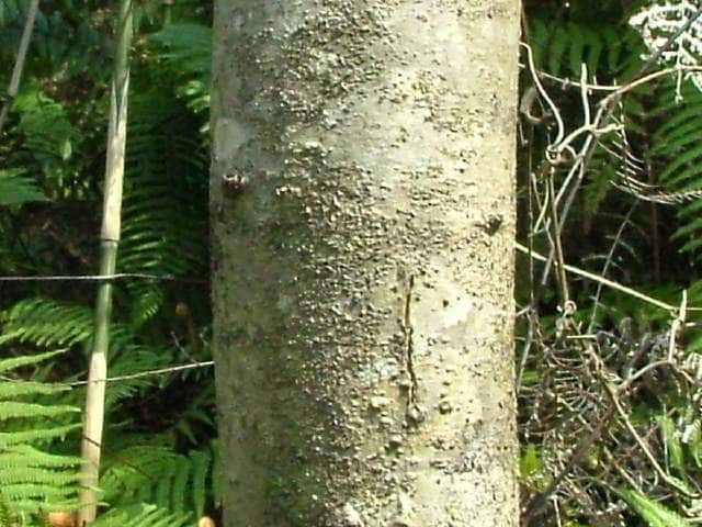 コシアブラ樹皮