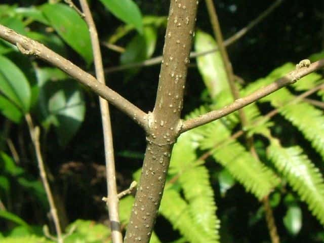 ムラサキシキブ樹皮