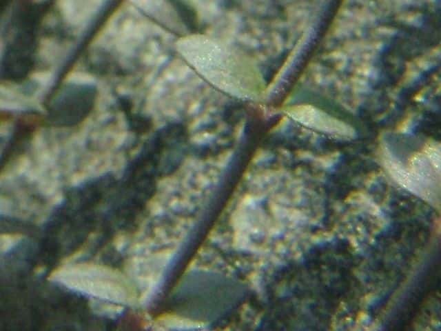ネバリノミノツヅリ葉