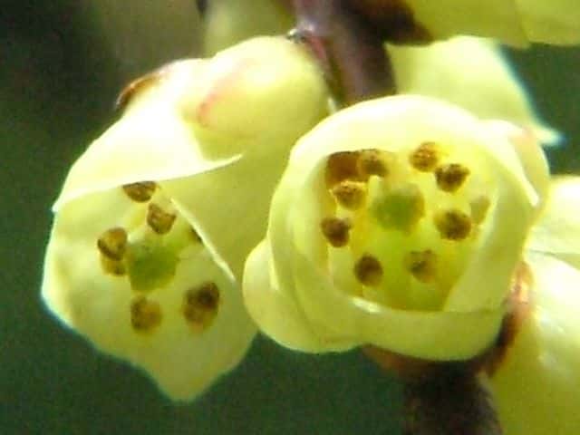 キブシ両性花