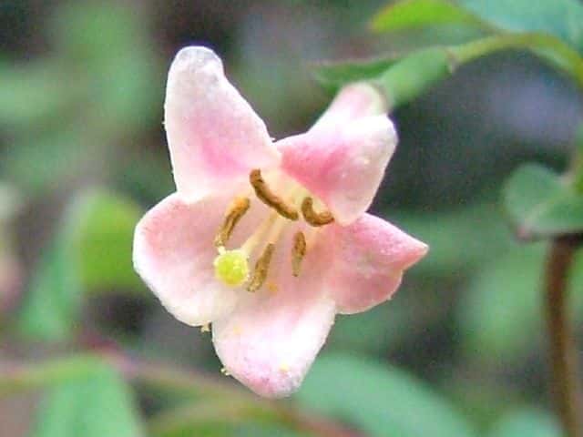 ウグイスカグラ花