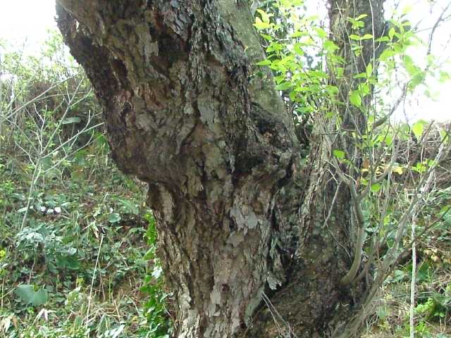 オオバヤシャブシ樹皮