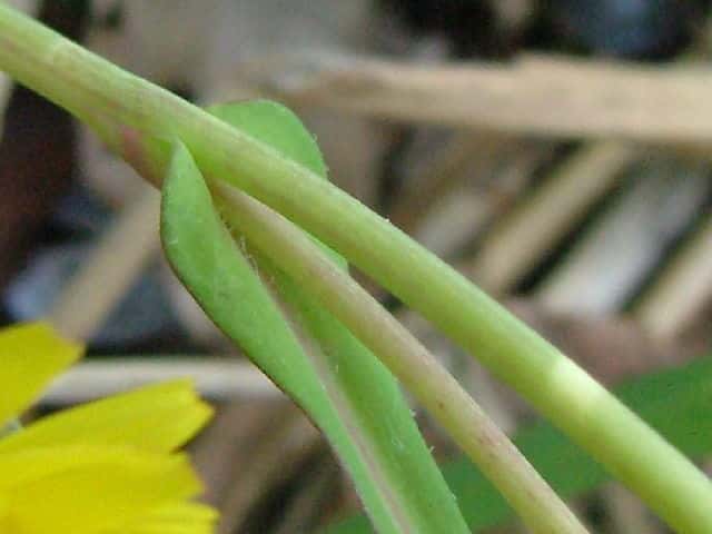 オオジシバリ茎