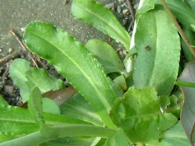 ウラジロチチコグサ根生葉