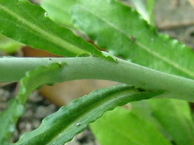 ウラジロチチコグサ茎