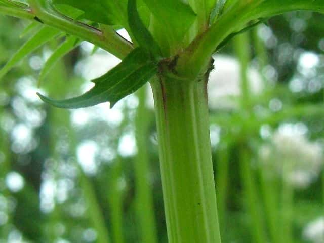 カノコソウ茎
