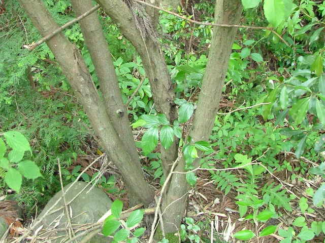 ヤマヤナギ樹皮