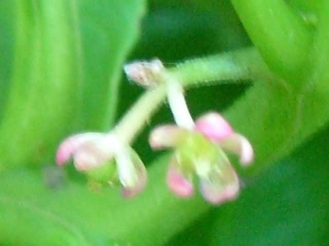 マルミノヤマゴボウ花
