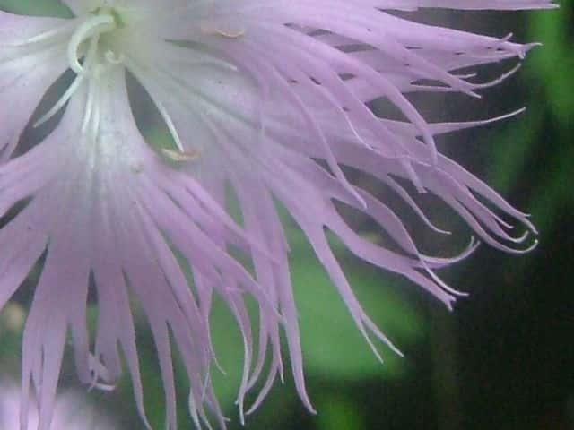カワラナデシコ花