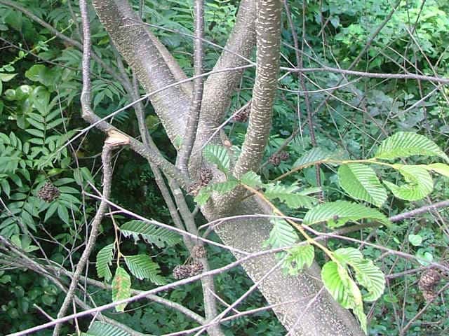 ヒメヤシャブシ樹皮