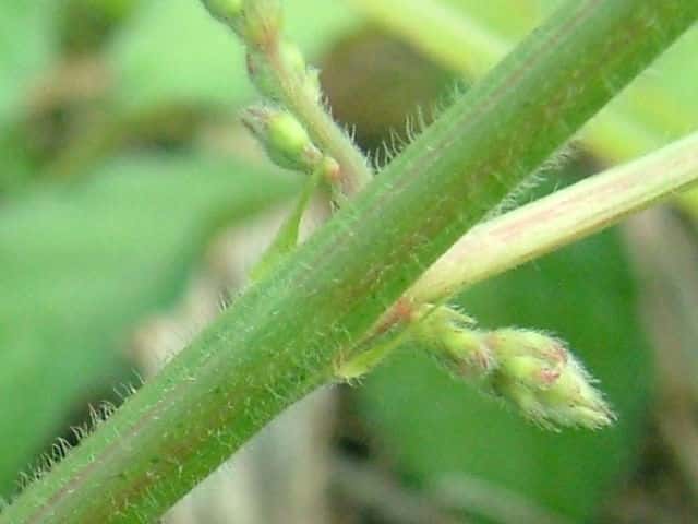 ケブカアレチヌスビトハギ茎托葉