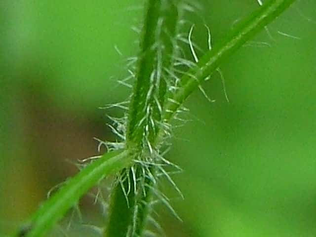 シラゲヒメジソ茎