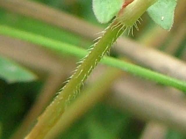 ホソバノウナギツカミ茎
