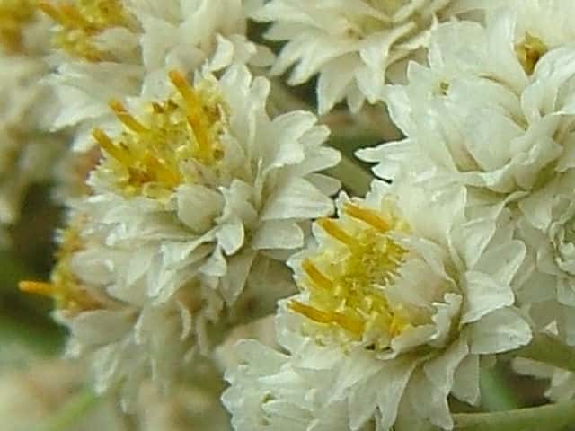カワラハハコ花