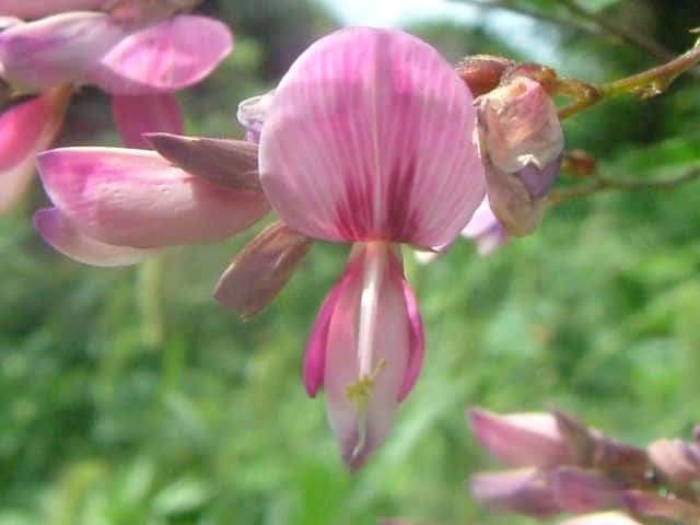 ニシキハギ花