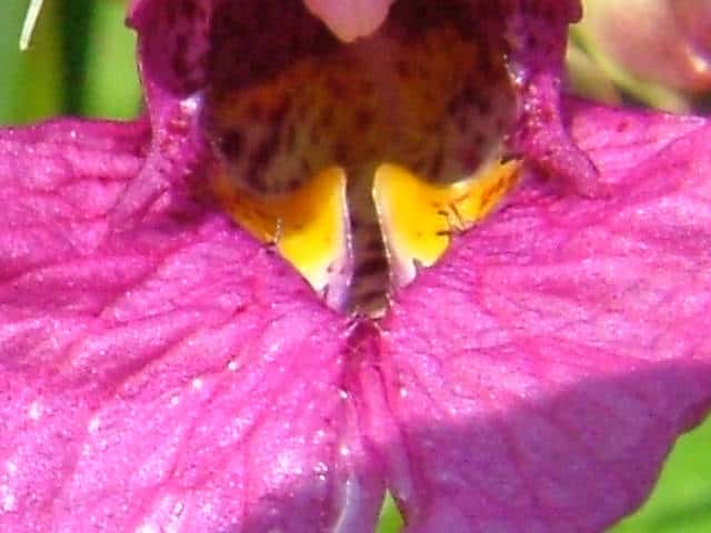 ナメラツリフネソウ花