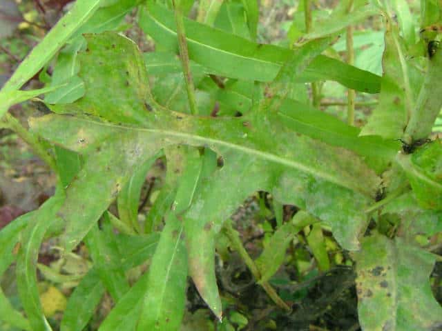 アキノノゲシ葉