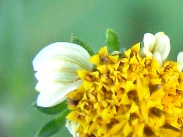 アイノコセンダングサ花