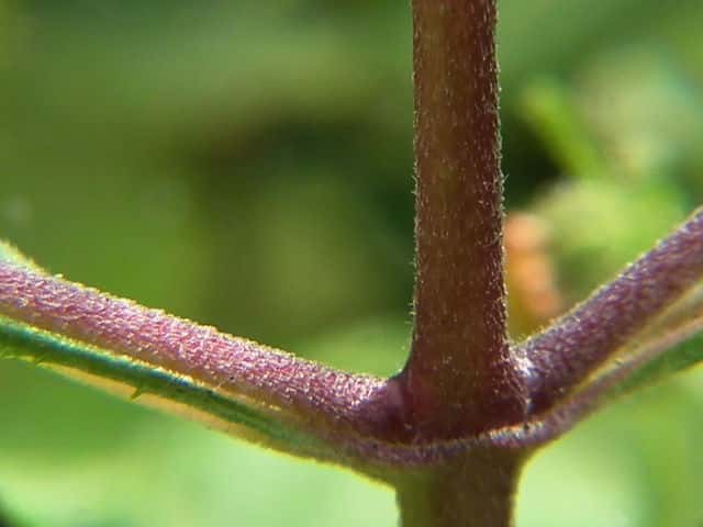 コメナモミ茎