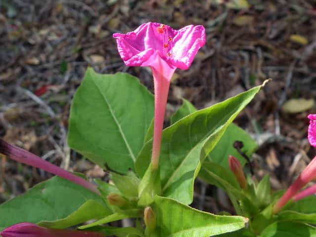 オシロイバナ花