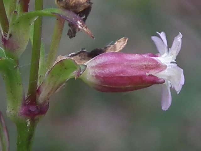 フシグロ花