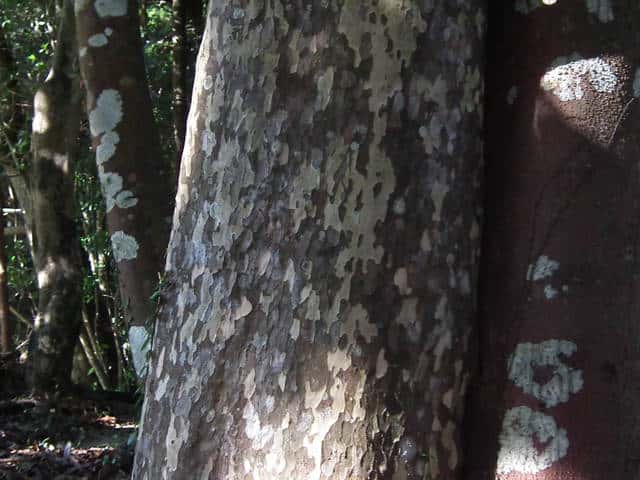 カゴノキ樹皮