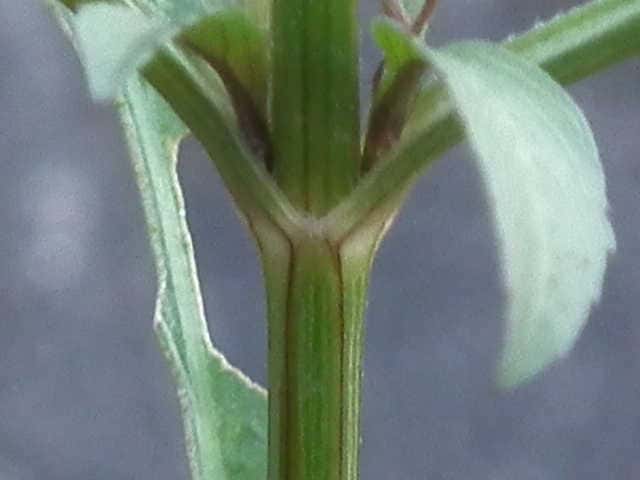 キンバイタウコギ茎