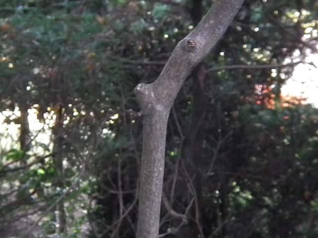 ヤマモミジ樹皮