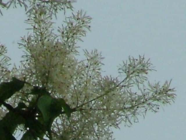 マルバアオダモ花