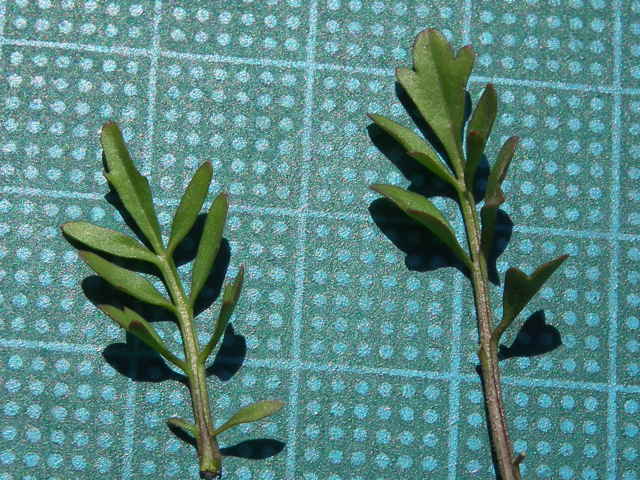 タネツケバナ葉
