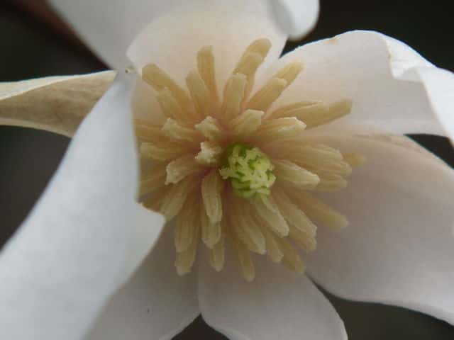 タムシバ花