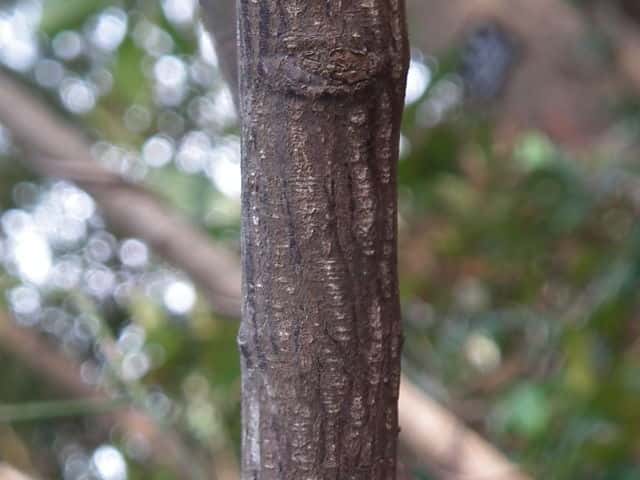 コマユミ樹皮