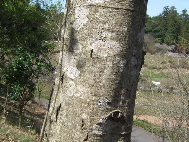ケヤマハンノキ樹皮