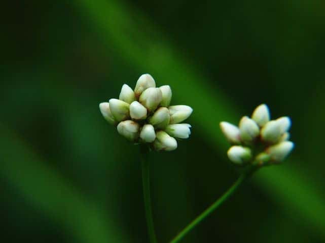ウナギツカミ花