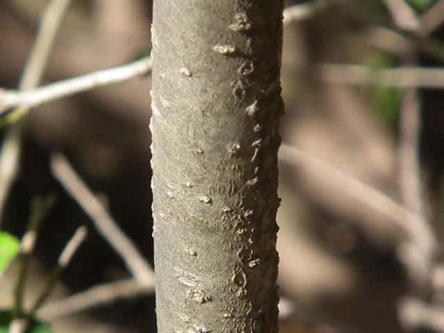 ハイイヌツゲ樹皮
